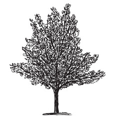Deciduous tree silhouette, hand drawing, doodle, single, black, vector illustration isolated on white - 774969934