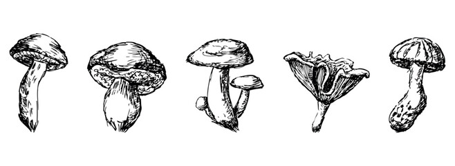 Edible mushrooms,  russula, boletus, milk mushroom, chanterelle, raw food, sketch, hand drawn vector illustration, isolated on white