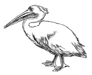 Pelican, bird, white, waterfowl, profile,beak, contour drawing, sketch,vector hand drawn illustration - 774970106