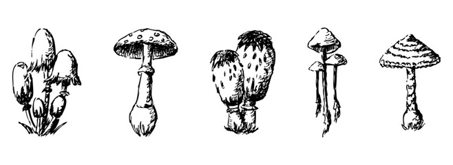 Mushrooms poisonous, inedible, dangerous, toadstool, fly agaric, sketch, vector hand drawn illustration isolated on white - 774970109