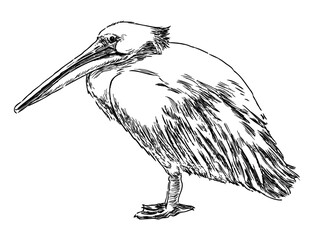Pelican bird, white, waterfowl, profile,beak,wings,contour drawing, sketch,vector hand drawn illustration - 774970154