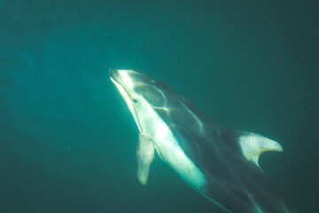 Closeup shot of a dolphin underwater