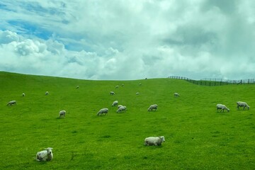 Herd of sheep at a green pasture on a cloudy day