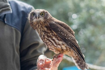 Closeup of a Morepork standing on man's finger with blurred background