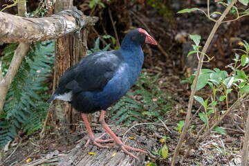 Closeup of an Australasian swamphen standing in the bushes