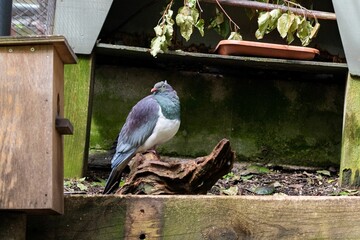 Kereru perching on a wooden object outdoors