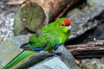 Closeup of a red-crowned parakeet perching on a stone with blurred background
