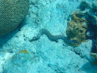 Underwater photography of a  Spotted moray eel (Gymnothorax moringa)  in the Caribbean Sea, Bonaire, Caribbean Netherlands - 774971354