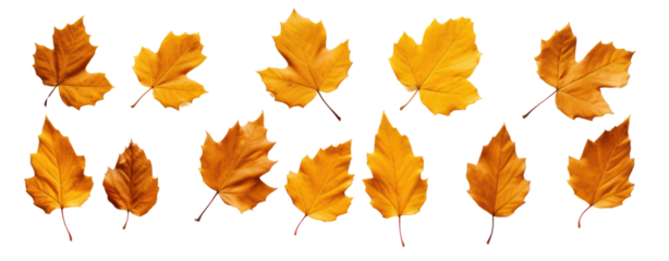 fall leafs from the tree in autumn transparent background border line