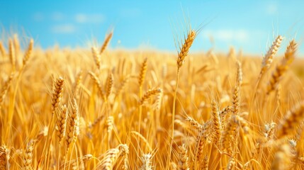 Fototapeta premium Golden wheat field under a clear azure sky offering a tranquil rural landscape with ample space for text