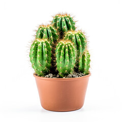 cactus on isolated white background сreated with Generative Ai