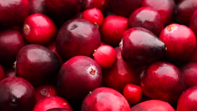 fresh red cranberries, rotation in circle. lingonberry red berries, Turning. selective focus.