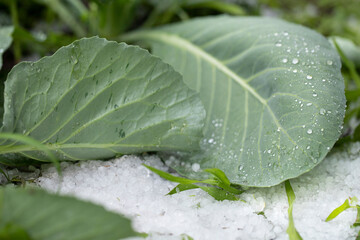 Cabbage leaves beaten by icy hail. Anomalous precipitation in the form of a scattering of spherical hail on a bed with a crop in the summer season.