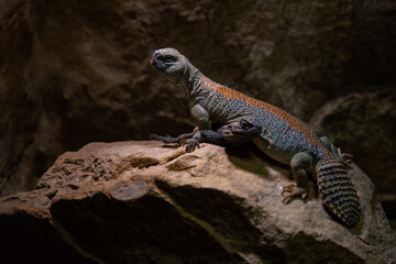 Thomas's mastigure - Uromastyx thomasi, unique special fat tailed agama lizard from Middle East deserts, Oman.
