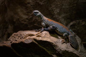 Thomas's mastigure - Uromastyx thomasi, unique special fat tailed agama lizard from Middle East...