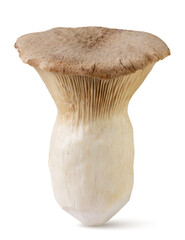 Eringi mushroom close-up on a white background. - 774980727
