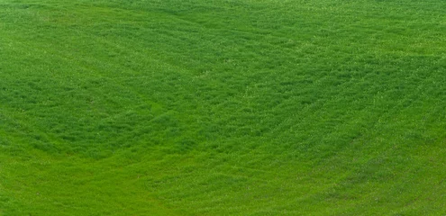 Fototapete Grün 잔디밭
