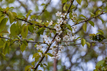 Spring Cherry Blossoms on Tree Branch in Bloom
