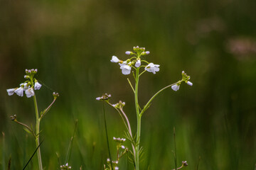 Delicate White Wildflowers Against Lush Green Background