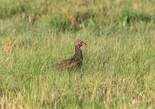 A Swainsons frankolin, Pternistis swainsonii, is standing in the grassy terrain of South Africa.