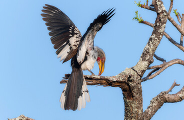 A Southern Yellow-billed Hornbill, Tockus leucomelas, sitting on the top of a tree branch in South Africa.
