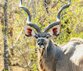A Southern Greater Kudu, Tragelaphus strepsiceros ssp. strepsiceros, with impressive horns, standing amongst the trees in the South African woods.