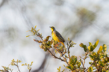 A yellow throated longclaw, Macronyx croceus, sits perched atop green foliage in South Africa.