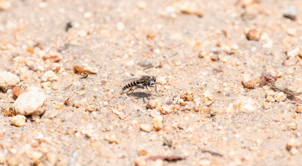 A Robber Fly from the genus Oratostylum is perched on the gritty, textured ground of South Africa