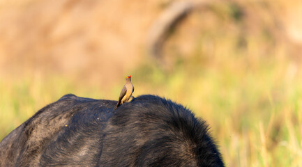 A red-billed oxpecker, Buphagus erythrorhynchus, sits comfortably on the back of a large mammal in...