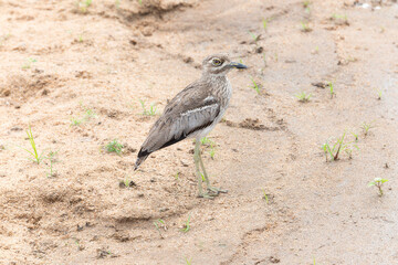 A water thick knee, Burhinus vermiculatus, is standing on a sandy field in South Africa.