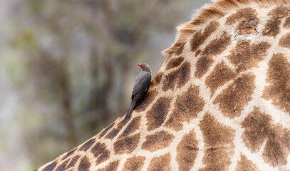 A red-billed oxpecker, Buphagus erythrorhynchus, perched on the neck of a giraffe in South Africa.
