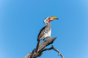 A Southern Yellow-billed Hornbill, Tockus leucomelas, sitting on the top of a tree branch in South Africa.