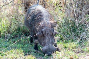 A Southern Warthog, Phacochoerus africanus ssp. sundevallii, is feeding on grass in a field in South Africa.