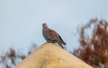 A Southern Speckled Pigeon, Columba guinea ssp. phaeonota, is perched on top of a building in South Africa.