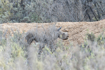A Southern White Rhinoceros, Ceratotherium simum ssp. simum , dehorned for protection, walking in a South Africas field.
