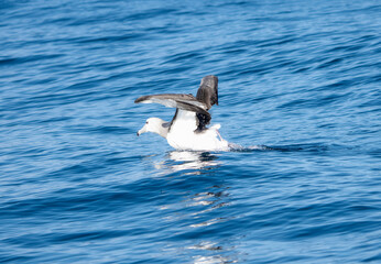 A white-capped albatross, Thalassarche cauta, is taking off gracefully over the water with its wings spread in South Africa.