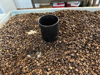 Grãos de café conilon torrado