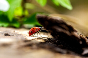 ladybug on a tree trunk covered with moss and small plants against the background of a blurry forest and sun rays