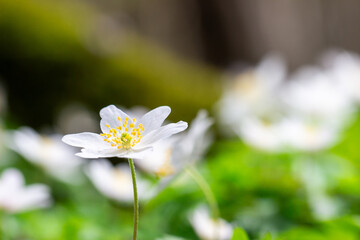 Isolated white flower in forest .beautiful bright blurry forest meadow with white flowers and sunlight, blurry trees in the background