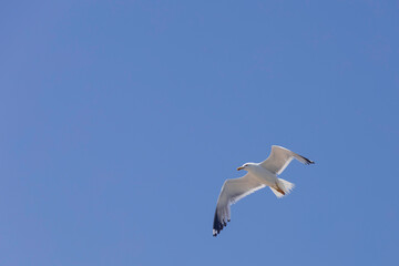 Seagull flies in the sky,