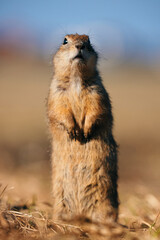 Portrait of a funny gopher, little ground squirrel or little suslik, Spermophilus pygmaeus is a...
