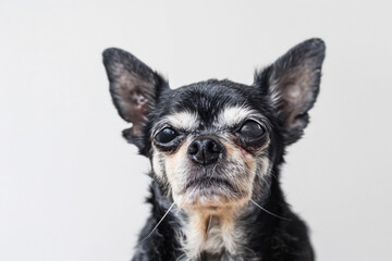 Very old Chihuahua dog with gray hair with blind eyes on white background