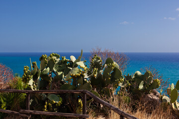 Prickly pears in the Zingaro Nature Reserve, Sicily