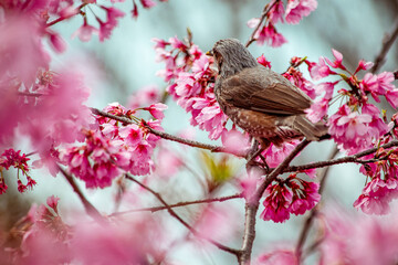 満開の花にヒヨドリがやってきた光景