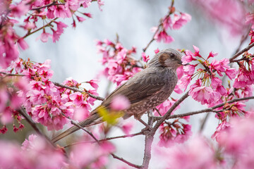 Fototapeta premium 満開の花にヒヨドリがやってきた光景