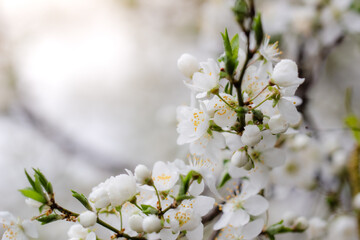 beautiful delicate cherry flowers, delicate pastel colors, wedding, celebrations, spring
