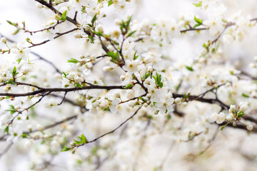 Fototapeta premium beautiful delicate cherry flowers, delicate pastel colors, wedding, celebrations, spring