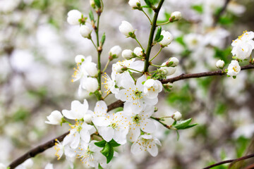beautiful delicate cherry flowers, delicate pastel colors, wedding, celebrations, spring