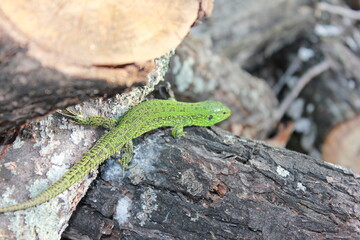 green lizard on a tree