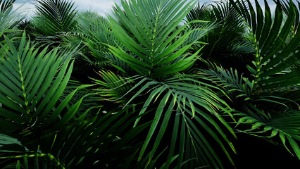 Fototapeta na wymiar 3D Render Palm Tree Nature Landscape